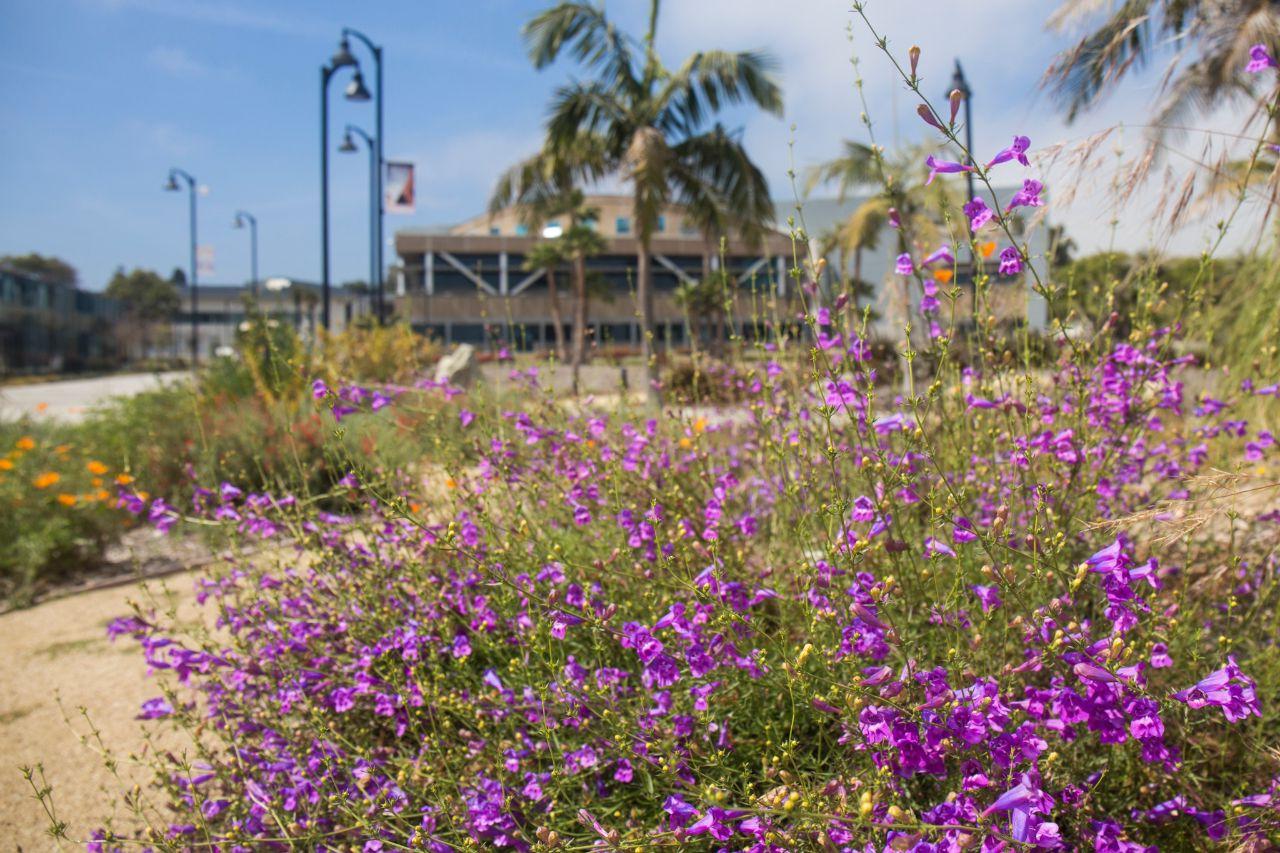 Purple flowers outside the Learning Resource Center